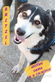 Bretzel: cucciolona intelligente e coccolona