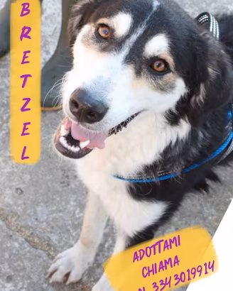 Bretzel: cucciolona intelligente e coccolona