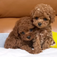 Barboncino mini mini toy