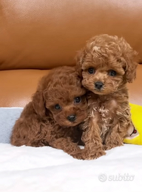 Barboncino mini mini toy