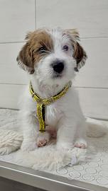 Cucciolo Jack Russell Terrier