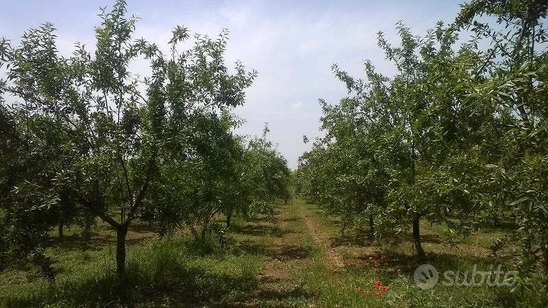 Terreno agricolo mandorleto - Vista 2