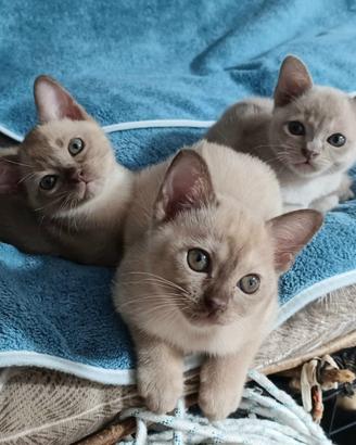 Cuccioli Burmesi Europei Chocolate Brown e Lilla