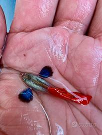 Guppy dumbo red tail