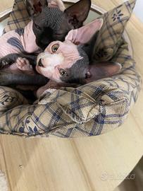 Sphynx cucciolo