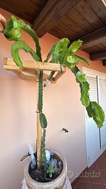 Pianta pitaya , frutto del drago