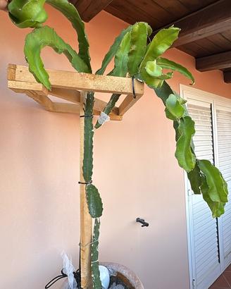 Pianta pitaya , frutto del drago