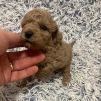 Cuccioli cane barboncino