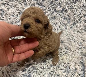 Cuccioli cane barboncino