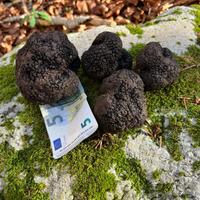 Tartufo uncinato fresco - provenienza certificata