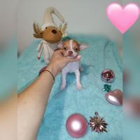 Chihuahua Toy cuccioli