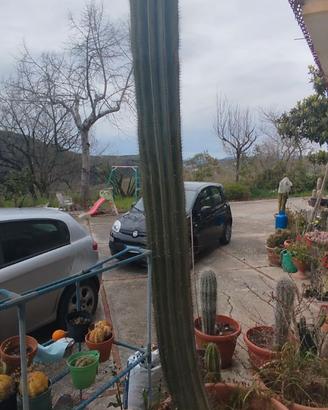 Cactus saguaro gigante