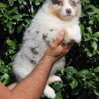 Femmina pastore australiano