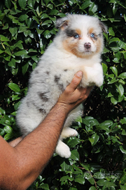 Femmina pastore australiano