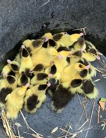 Paperelle
