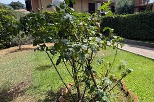 Attico / Mansarda di 45 m² con 1 locale a Grottafe