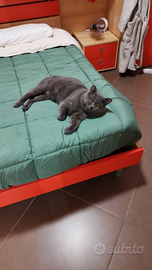 Gatto British Shorthair