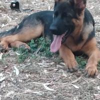 Pastore tedesco cuccioli