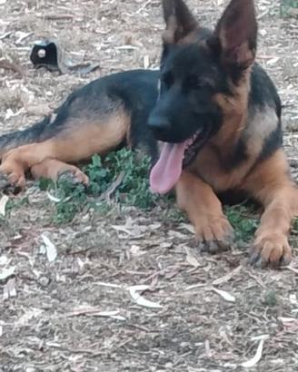 Pastore tedesco cuccioli
