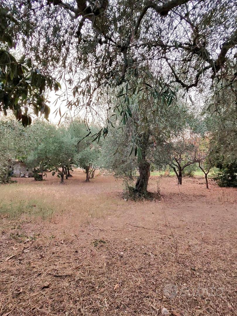 Terreno Agricolo con Immobili - Vista 5