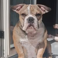 Cucciolo Americanbully