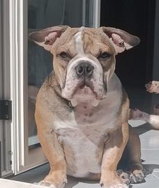 Cucciolo Americanbully