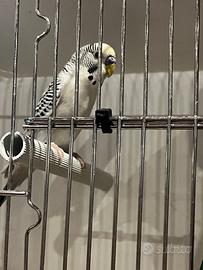 Cocorite allevamento amatoriale