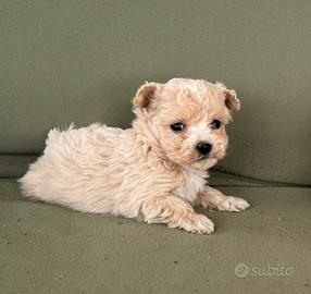 MALTIPOO toy & BARBONCINI toy