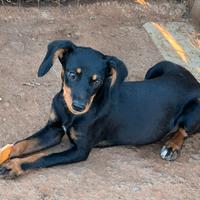 Segugio Cirneco