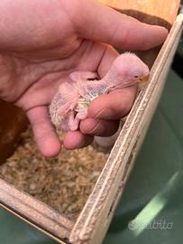 Pullo lutino opalino