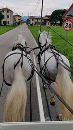 PARIGLIA DOPPIO PONY 