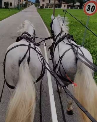 PARIGLIA DOPPIO PONY 