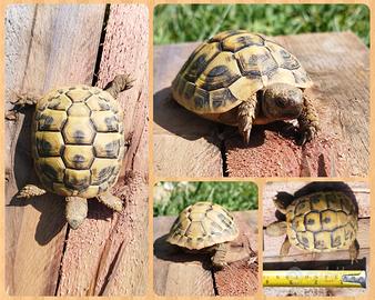 Tartarughe di terra - Testudo THB