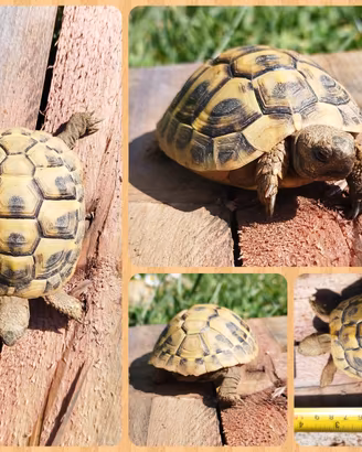 Tartarughe di terra - Testudo THB