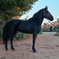 Cavallo murgese