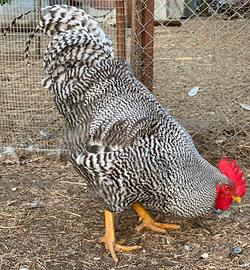 Gallo amrok