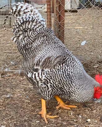 Gallo amrok