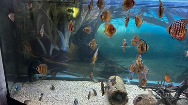 Discus e Parrot blu stock