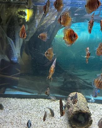 Discus e Parrot blu stock