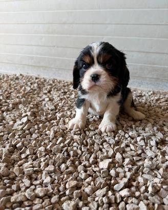 Cavalier king