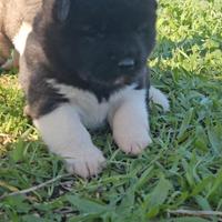 Cucciolo cuccioli akita americano pedigree microch