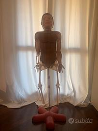 Corpo umano