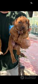 Pitbull