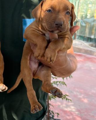 Pitbull