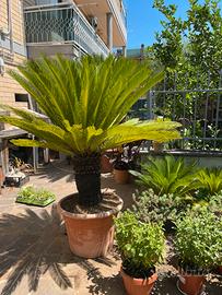 Cycas revoluta