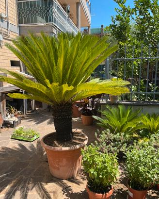Cycas revoluta