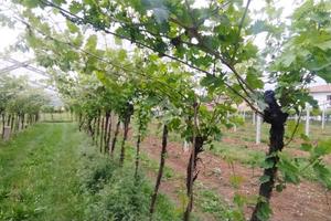 TER. AGRICOLO A SAN PIETRO IN CARIANO