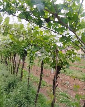 TER. AGRICOLO A SAN PIETRO IN CARIANO