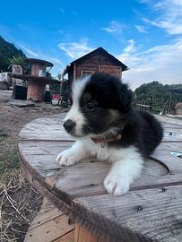 Ultimi cuccioli di border collie