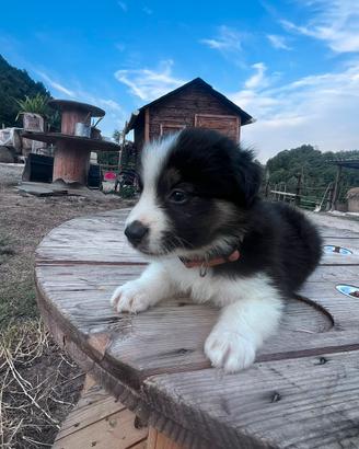 Ultimi cuccioli di border collie
